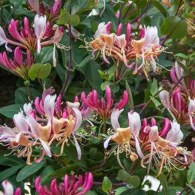 Honeysuckle Vine Plant-  Lonicera Starter live Plant ship in pot 2 inch to 4 inch tall