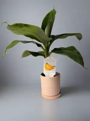 Dwarf Truly Tiny Banana Tree - Perfect for Home Garden and Containers - Organically Grown - Easy Care Tropical Plant - Edible...