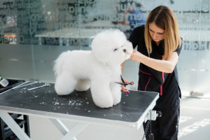 Dog Grooming: The Basics and Business Setup