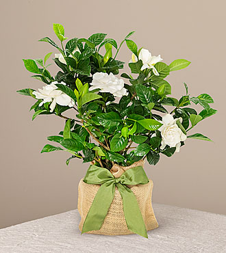 Graceful Gardenia Plant - FedEx