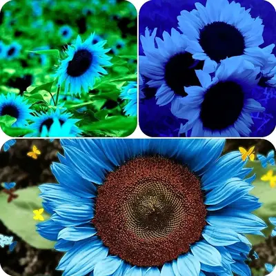 Blue Sunflowers, Blue Sunflowers 50 seeds Rare blue flower hybrid sunflowers grow in gardens and POTS