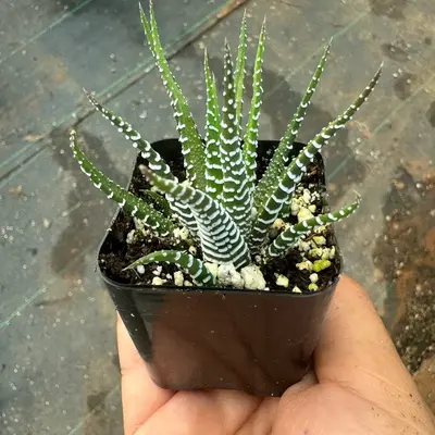 Haworthia Zebra 2 inch pot plant