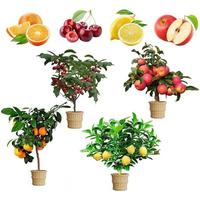 Mix Dwarf Bonsai Fruit Tree Seeds for Planting, 50+ Lemon Tree Seeds 50+ Cherry Tree Seeds 50+ Orange Tree Seeds 50+ Apple Se...