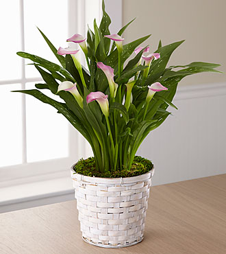 FTD Calla Lily Planter