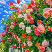 200 pcs mixed flower seeds Climbing vine rose all season flowering Climbing wall climbing courtyard houseplant
