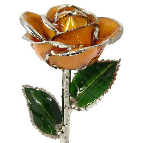 Platinum Trimmed Rose: 11 Peach Rose