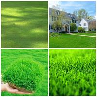 3000Pcs Premium Piece Zoysia Grass Seed-Perfect for a Lush, Green Lawn All Year Round