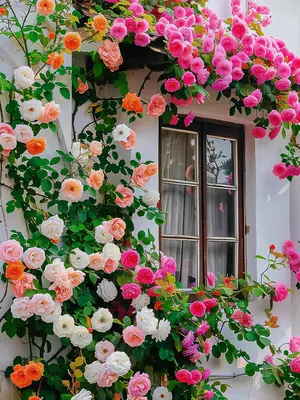 Long Blooming Climbing Roses 200pcs Seeds Mixed color flower seeds for Vibrant Family Gardens and Trellis Decoration