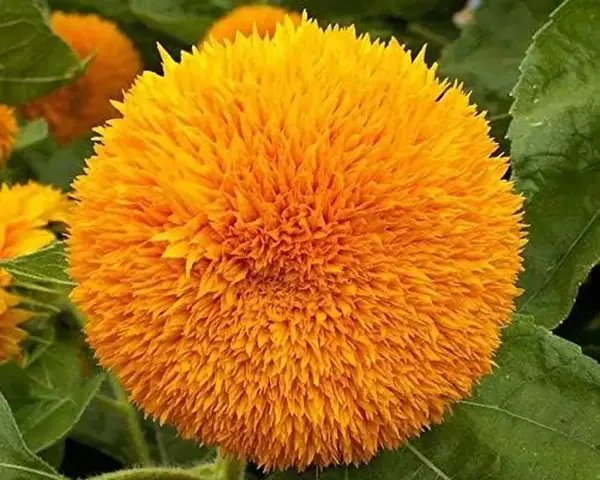 Teddy Bear Dwarf Sunflower Seeds - 50Pcs/pack - Non-GMO Heirloom Blooms for Your Charming Garden