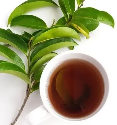 Soursop Leaf Tea β Nourishing Herbal Wellness Drink for Immune & Body Support By Remedy & Restore