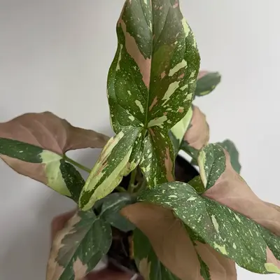 Syngonium Red spot Tricolor  4\