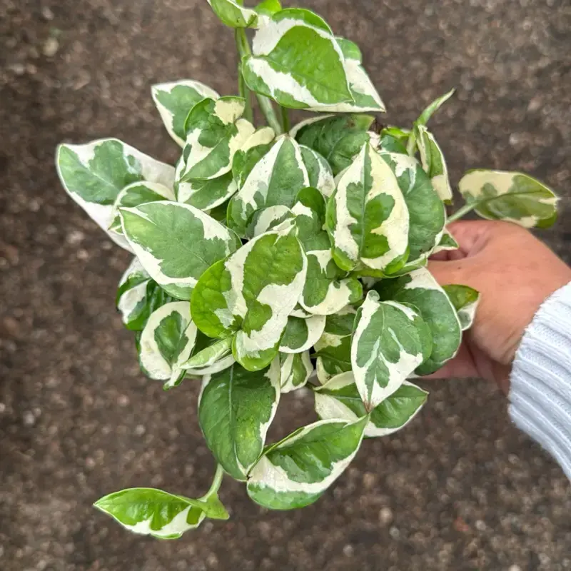 Pothos N Joy plant ships in 4 in pot indoor houseplant