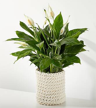 XXX Large Peace Lily - FedEx