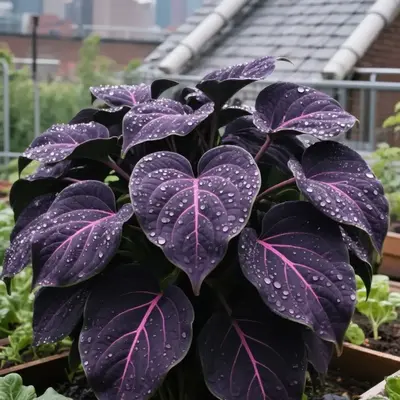 200 rare black and purple Hosta seeds, suitable for perennial shade garden ornamental foliage and landscaping