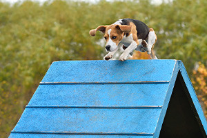 Introduction to Dog Agility and First Aid for Pets