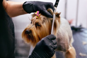 Diploma in Dog Grooming