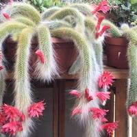 RARE 200 Monkey's Tail Cactus Bonsai Seeds - Natural Beauty for Bonsai Trees with Green and Pink Cactus Leaves