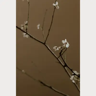 Branches and Blossoms - 7 | Size: 32