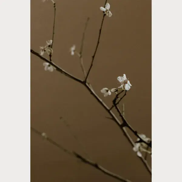 Branches and Blossoms - 7 | Size: 32