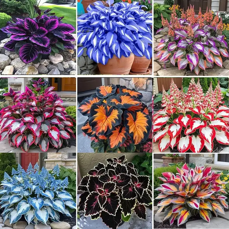 [Promise: Germinate or Refund] 100 Mixed Color Hosta Seeds| Shade-Loving Perennials with Stunning Foliage| Easy to Grow, Low ...