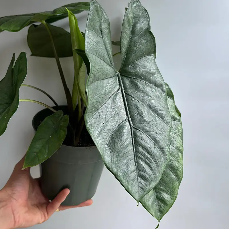 Alocasia Corazon - Stunning Tropical House Plant with Green Leaves & Silver-White Veins for Indoor Decor - Easy Care & Ideal ...