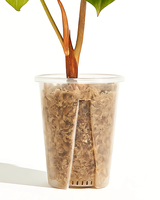 Clear Aroid Pots—Tall, Vented Nursery Pots for Superior Drainage and Growth Stability