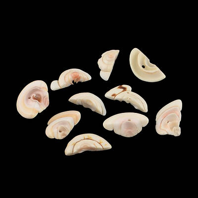Natural Spiral Shell Beads