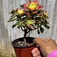 Aeonium Kiwi Tree Form 4 inch pot