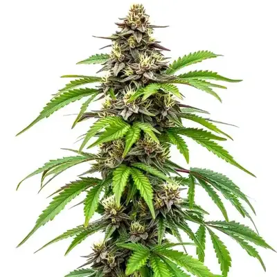 Early Skunk Fast Version - Seeds Pack: 6-seeds