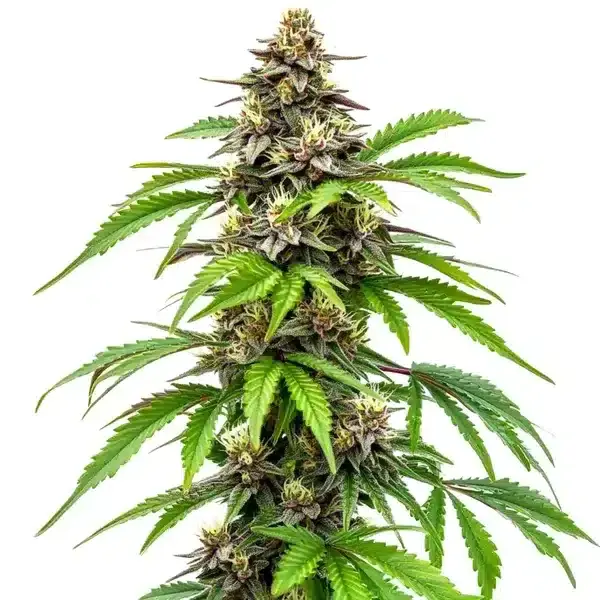 Early Skunk Fast Version - Seeds Pack: 6-seeds