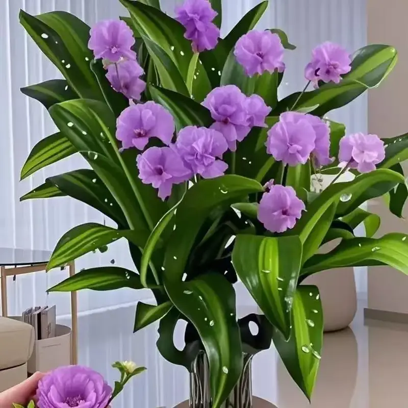 brazilian lucky wood, 2025 New Lucky Brazilian Wood Potted Plant, Mini Brazil Wood Hydroponic Plant, Desktop Decoration with ...