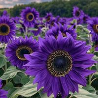 200pcs Violet Majesty Purple Sunflower Seeds Rare Heirloom Variety for Garden Beds Borders and Cut Flower Displays rare sunfl...