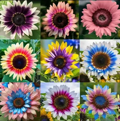 50 Pcs Mixed Sunflower Flower Seeds Bulk for Planting Outdoor Heirloom Non-GMO Twin Color Sunflower Sunflower Seeds to Plant ...