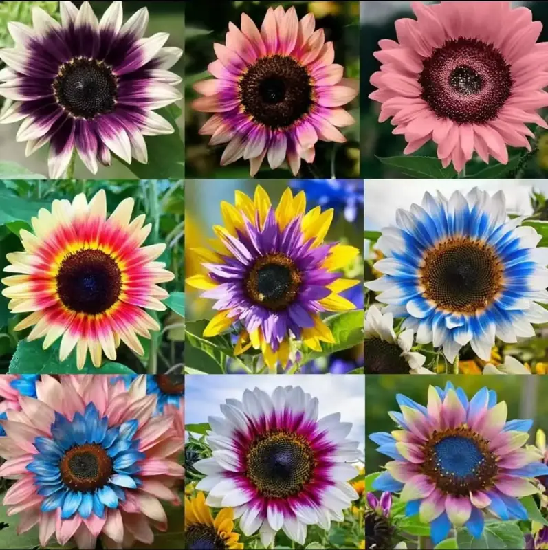 50 Pcs Mixed Sunflower Flower Seeds Bulk for Planting Outdoor Heirloom Non-GMO Twin Color Sunflower Sunflower Seeds to Plant ...