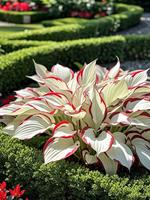 800pcs Red & White Hosta Seeds – Rare Bicolor Shade Plant, Elegant Foliage for Garden Borders & Pots