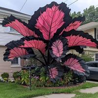 Bicolor Caladium & Large - Leafed Arrowroot Seeds (100Pcs) | Caladium Seeds for Year - Round Potted Plants, Ideal for Indoor/...