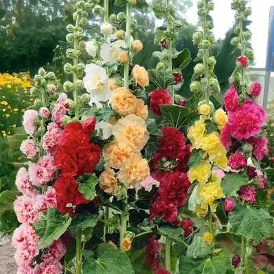 [Promise: Germinate or Refund]500pcs Double Hollyhock Seeds 'Radiant Rose’ - Mixed Colors, Non-GMO Heirloom, Hardy Biennial...