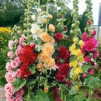 [Promise: Germinate or Refund]500pcs Double Hollyhock Seeds 'Radiant Rose’ - Mixed Colors, Non-GMO Heirloom, Hardy Biennial...