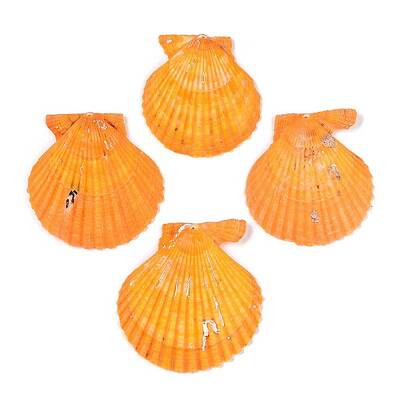 Undyed Natural Scallop Shell Big Pendants