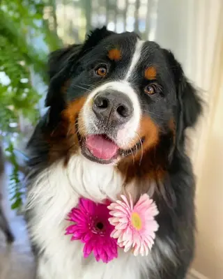 shop free pdp not free (12345 sku not stock)test product for mult-sku dont edit wudong