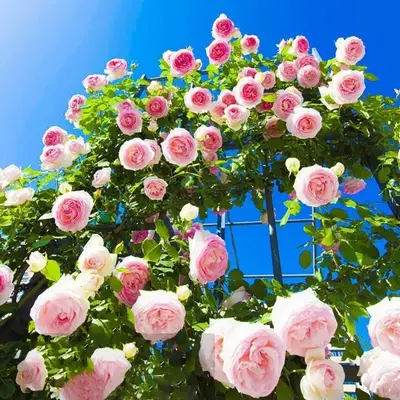 Mixed Color Climbing Rose Seeds –500-4000 Seeds | Thornless, Easy to Grow, Fast Blooming, Perennial Flowering Vines, High G...