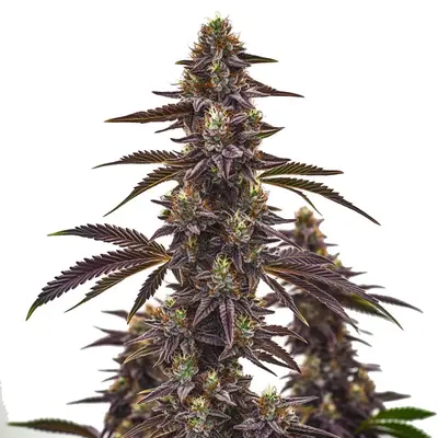 Cherry Pie Autoflower - Seeds Pack: 25-seeds