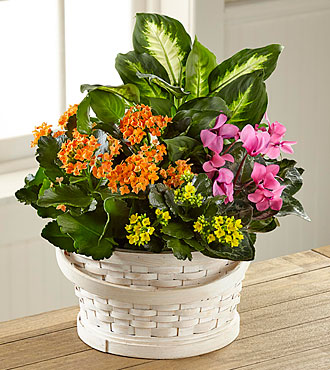 Color Crush Dishgarden