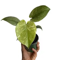 Monstera Mint  4\