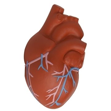150 Customized Anatomic Heart with Veins Stress Reliever - Medical ...