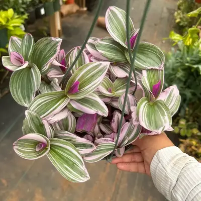 Tradescantia Nanouk 6” pot
