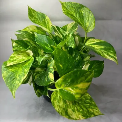 Hawaiian pothos 6 pot beginner friendly plant house plant indoors plant