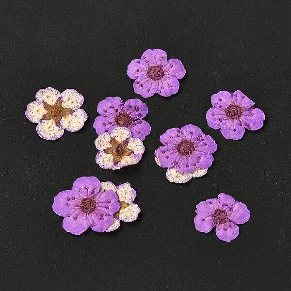 Narcissus Embossing Dried Flowers