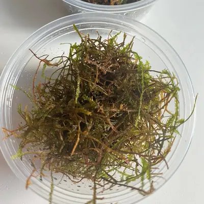 One Clump (2 fl oz) of Aquatic Moss for freshwater aquariums—glue to driftwood, rocks, and tank decor!