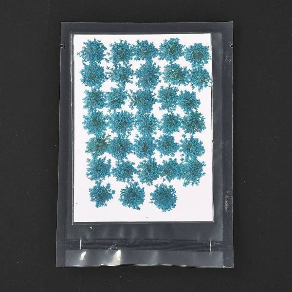 Pressed Dried Flowers
